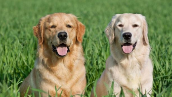 养拉布拉多最大的忌讳（金毛好还是拉布拉多好）
