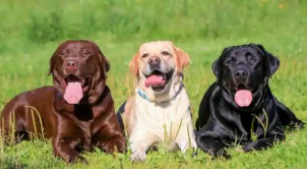 狗的品种有哪些大型犬（狗的品种大全及名称大型犬）