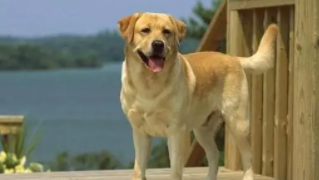 金毛好还是拉布拉多好（金毛好还是拉布拉多好还是中华田园犬好）