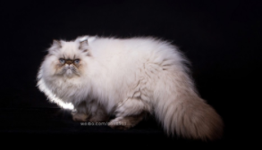 喜马拉雅猫多少钱一只?（喜马拉雅猫多少钱一只 纯种成年）