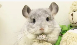 龙猫多少钱一只市场价格（龙猫售价多少钱一只）