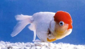 十大最好养的鱼排行榜（十大最好养的鱼排行榜）