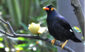 活体鸟怎么邮寄到国外（活体鸟怎么邮寄到国外的）