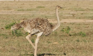 十大不会飞的鸟类排名（最能飞的鸟）