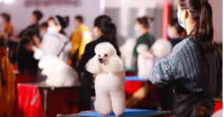 宠物用品批发进货渠道（宠物用品批发进货渠道南和）