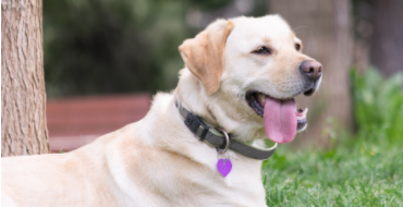 拉布拉多6个品种的图片（拉布拉多6个品种的图片及品种名字）