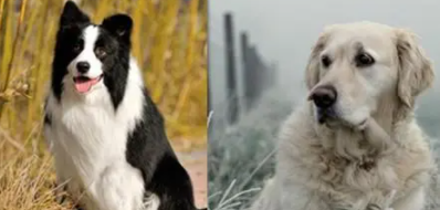 拉布拉多与边牧选哪个（拉布拉多跟边牧哪个好养）