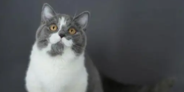 山东狮子猫介绍（山东狮子猫照片灰色）