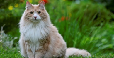 挪威森林猫多少钱一只（挪威森林猫多少钱一只幼崽）