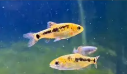 群游性强的观赏鱼排名（鱼种如何混养提高群游效果）