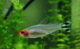 适合女生养的宠物有哪些?（适合女生养的宠物鱼有哪些）