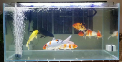 海水鱼缸（海水鱼缸水浑浊原因和解决方案）