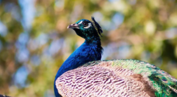 查鸟类怎么查头上带有两片毛的鸟（头上有两撮毛的鸟）