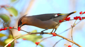 鸟类识别软件（鸟类识别软件哪款好）