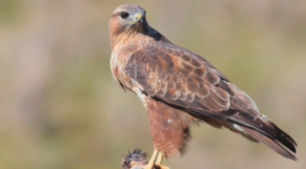 鸟类品种大全（鸟类图谱大全）