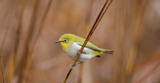 宠物鸟的品种及价格大全（宠物鸟的品种及价格大全图）