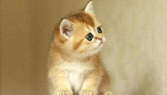 宠物猫价格一览表2023（宠物猫价格一览表2023数据）