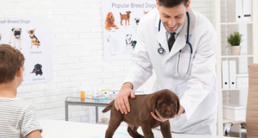 在线宠物医生免费咨询（兽医在线咨询24小时免费）