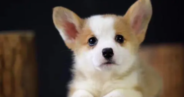 宠物知识大全app（宠物知识大全合集）