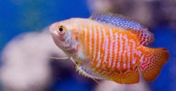 常见的观赏鱼有哪些（常见观赏鱼种类大全真看眼啊!）