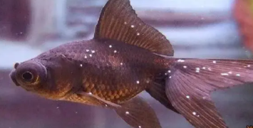 鱼白点病最简单治疗加盐（鱼出现白点病最简单的治疗）