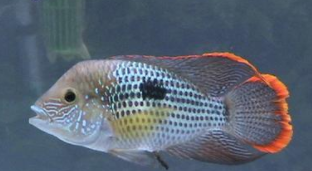 玉面皇冠鱼介绍（玉面皇冠鱼是哪层鱼）