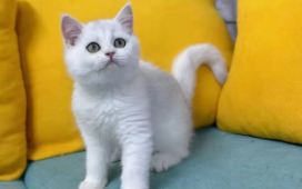 58同城宠物寄养一个月多少钱（58同城宠物寄养一个月多少钱啊）