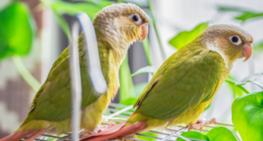 宠物鸟品种介绍（宠物鸟有哪几种）