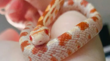 宠物蛇种类大全（宠物蛇种类大全无毒）