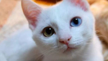 宠物猫领养平台（宠物猫领养网站）