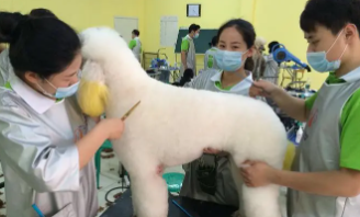 宠物美容师学校哪个好（宠物美容师宠物美容培训学校费用）