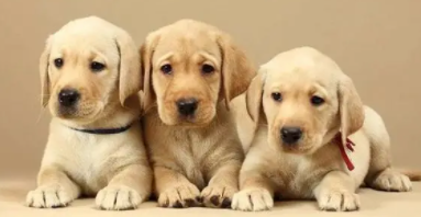 拉布拉多1到12个月（拉布拉多几个月开始猛长）