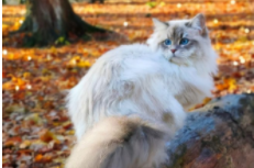 西伯利亚森林猫多少钱一只（西伯利亚森林猫多少钱一只幼崽）