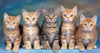 中华田园猫12个品种图（中华田园犬12个品种图）