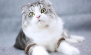 折耳猫为什么不能养能活多久（折耳猫为什么不折耳了）