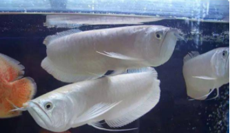 银龙鱼和什么鱼混养好看（银龙鱼合适和什么鱼一起混养）