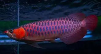 十大名贵观赏鱼排行榜最新（十大名贵观赏鱼排行榜最新版）