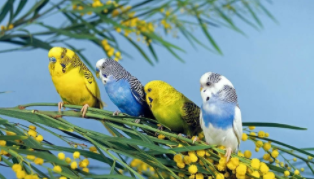 宠物鸟推荐学生党（宠物鸟 推荐）