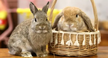 宠物的种类有哪些（另类宠物的种类有哪些）