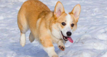 小型宠物狗品种大全（小型宠物狗品种大全图便宜）