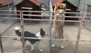 北京宠物寄养多少钱一天（北京宠物寄养多少钱一天啊）