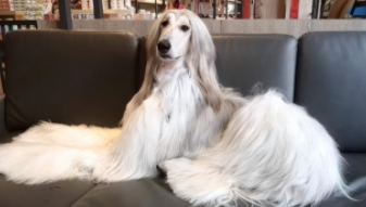 阿富汗猎犬的饲养方法是什么（阿富汗猎犬性格）