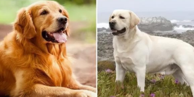 拉布拉多犬金毛犬的区别（拉布拉多金毛区别图片）