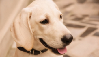 拉布拉多和金毛有关系吗（拉布拉多和金毛有关系吗?）