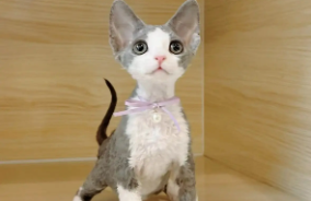 德文卷毛猫掉毛吗?（德文卷毛猫掉毛吗）