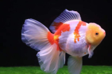 十大养不死的冷水鱼（十大养不死的冷水鱼泰狮）