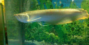 银龙鱼最佳饲料配方（银龙鱼最佳饲料配方大全）