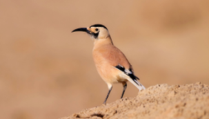 沙漠里的鸟里有什么鸟（沙漠中最常见的鸟类）