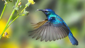 扫图识别鸟类（识别各种鸟类的软件是什么）