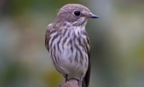 鸟的寿命与体型的关系（大型鸟的寿命）